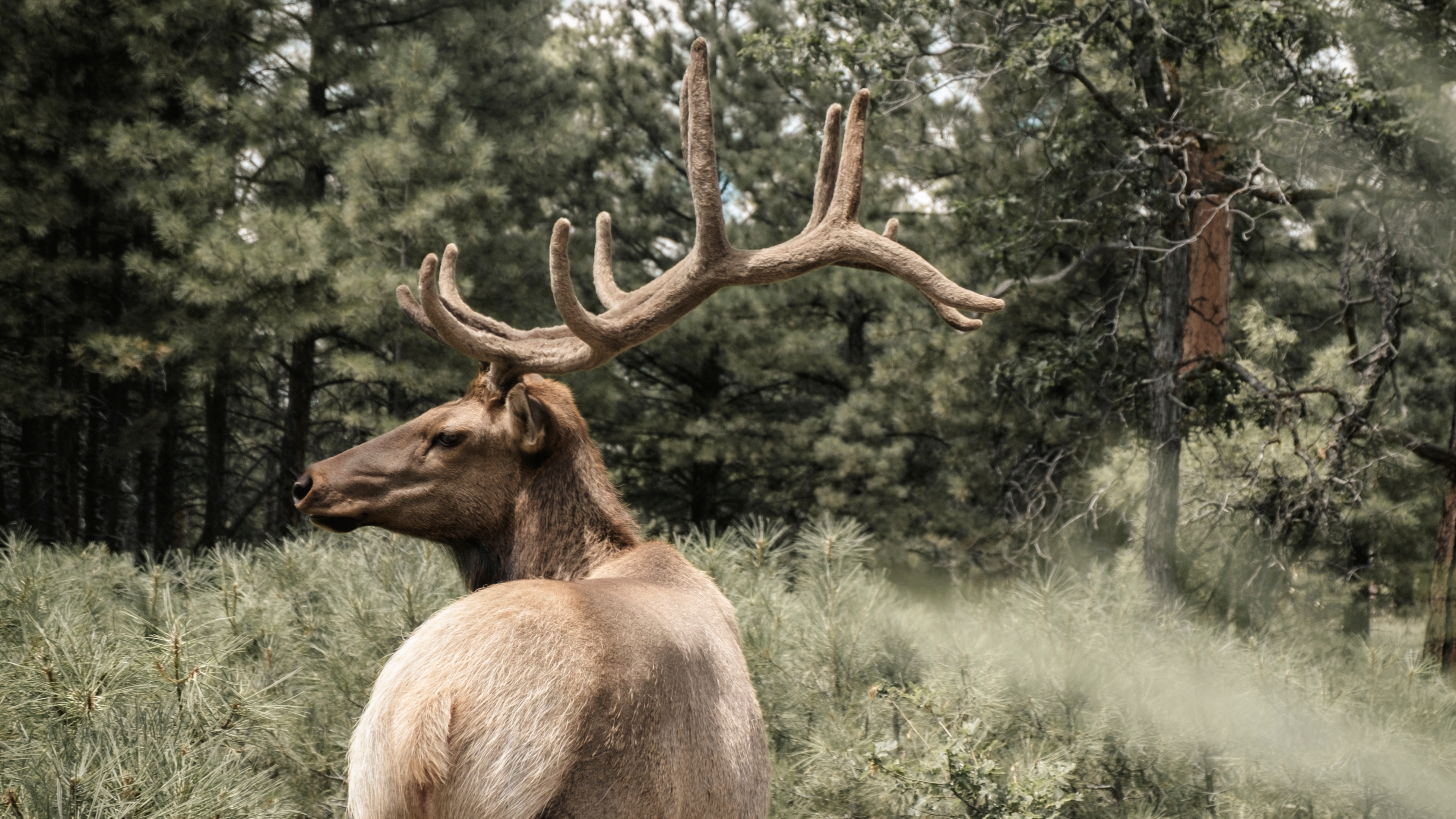 Grand Canyon Deer Farm